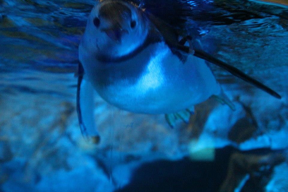 Penguin TN Aquarium