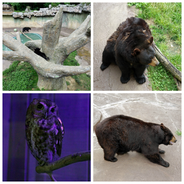 Ober Gatlinburg Bears Owls